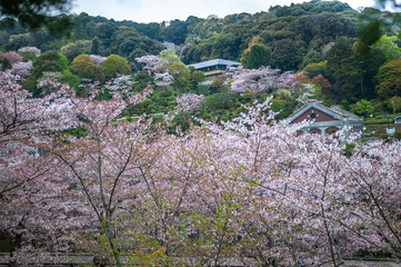 Beautiful spring scene as seen from the top of Keage Incline located in Higashiyama district in Kyoto City, which is famous and popular for beautiful cherry blossoms along railroad tracks.