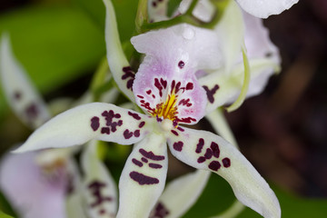 weiße orchidee mit Muster, degamoara