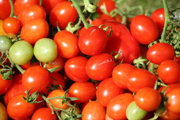 Tomaten