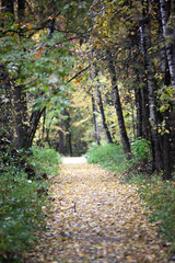 Autumn forest with leaves and sun