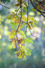 Autumn forest with leaves and sun