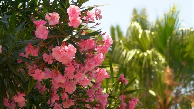 Blooming shrub of pink oleander grows against the bright sunny sky