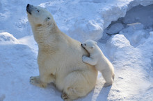 Polar bear with a bear.
