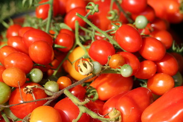 Tomaten