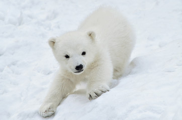 Plakat polar bear cub in snow