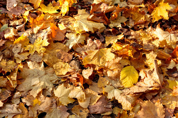 autumn leaves background