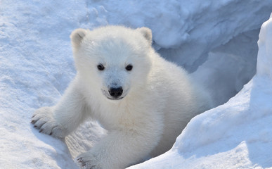 polar bear in snow - obrazy, fototapety, plakaty