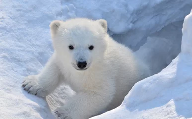 Wandaufkleber Eisbär im Schnee © elizalebedewa
