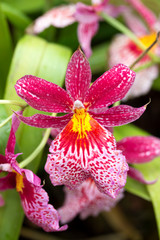 Nahaufnahme einer pinken Orchidee, Burrageara