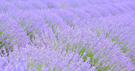 Fototapeta na wymiar Lavender Garden