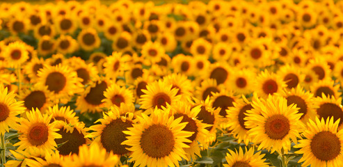 Obraz premium Sunflower