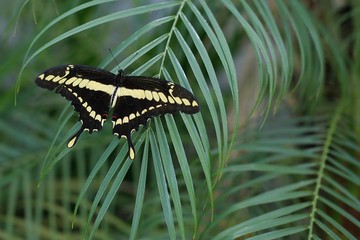 butterfly on leaf