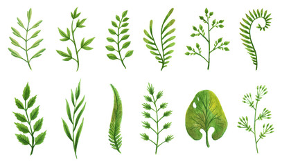 Vector designer elements set collection of green greenery art foliage natural leaves herbs in watercolor style. Decorative beauty elegant illustration for design. © designer_things
