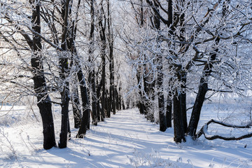 Beautiful russian winter frosty day  in the countryside  under blue sky with snowy fields and icy trees.
