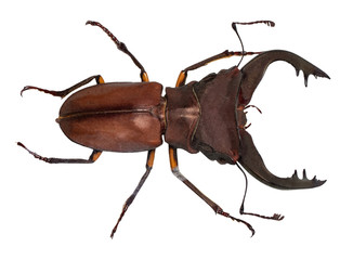 Lucanus cervus stag beetle isolated on white