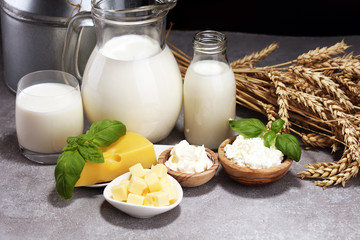 milk products - tasty healthy dairy products and milk jar and cheese
