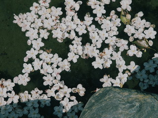 水面に散った桜　３月下旬　日本