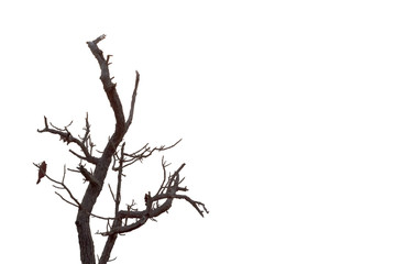 Silhouettes of branches on a white background