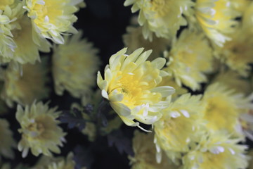 Obraz premium 花