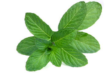 Fresh ayurvedic mint leaves