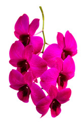 Purple orchid bouquet isolated with clipping paths on a white background
