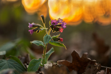 Pulmonaria obscura, spring in the forest.  