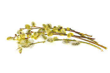 branches with flowers Salix caprea isolated on a white background. Willow (Salix caprea) branches with buds blossoming. 