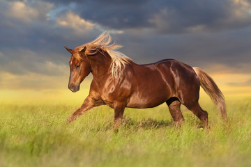 Red horse with long blond mane in motion on field