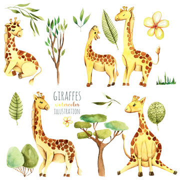 Collection, set of watercolor cute giraffes and plants, hand drawn isolated on a white background
