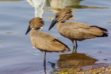 Wild bird close to the lake in Ethiopia, February 2019