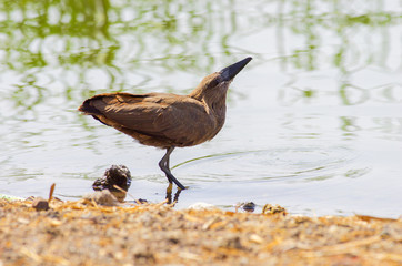 Wild bird close to the lake in Ethiopia, February 2019