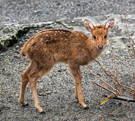 Young Eld`s deer also known as the thamin or brow-antlered deer. Latin name - Panolia eldii