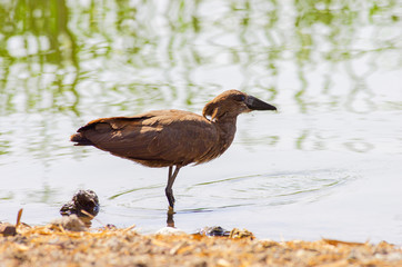 Wild bird close to the lake in Ethiopia, February 2019