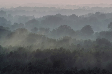 Mystical view from top on forest under haze at early morning. Eerie mist among layers from tree silhouettes in taiga under predawn sky. Morning atmospheric minimalistic landscape of majestic nature.