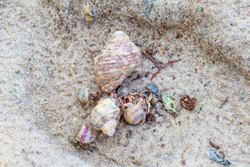 The group of colorful hermit crabs with shell on the sandy beach in the sunny day. 