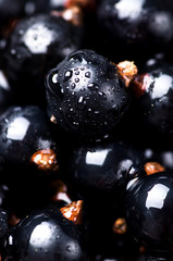 Macrophotography of blackcurrants with waterdrops. Wallpaper idea, fresh vitamin food