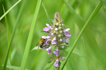  Wildlife, flowers, animals, birds, insects, sky, sunset, swans, grass, river, water