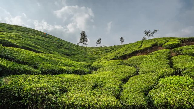 Timelapse of green tea plantations in Munnar, Kerala, India