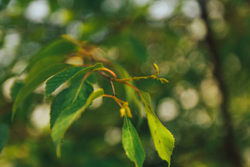 birch branch with green leaves close up blurred background