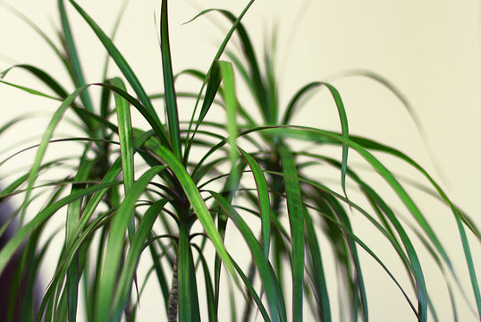Dracaena edged (Latin Dracaena marginata) in a classic interior. This plant is also called "Dragon Mahogany". Selective focus, blur.