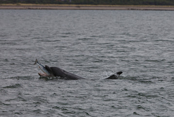 Dolphin swallowing salmon