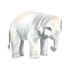 Obraz premium Hand painted elephand in watercolor on a white background.