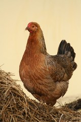Huhn