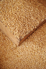 wheat on wooden background