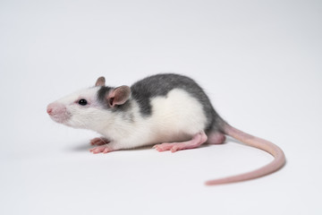 Beautiful rat isolated on white background.