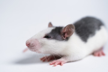 Grey rat sits on a white background