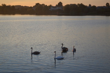  Wildlife, flowers, animals, birds, insects, sky, sunset, swans, grass, river, water