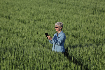 Naklejka na ściany i meble Agriculture, female farmer examining wheat plant in field