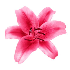 Fototapeta na wymiar flower red pink lily isolated on white background with clipping path. Close-up. Nature.