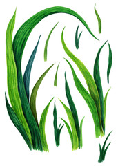 Hand drawn watercolor grass set isolated on white background. Sketch green-fodder. Green grass pattern. Abstract herb. Summer juicy thick grass collection. Spring fresh grass kit